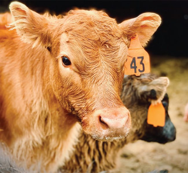 Closeup of a cow and her calf