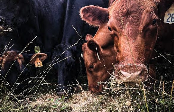 Flying 'C' Ranch cows