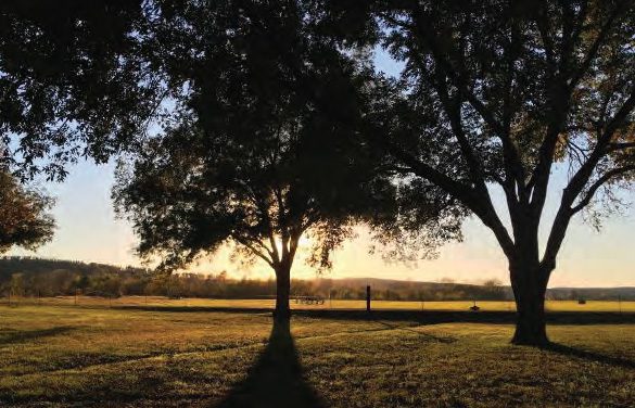 sunrise coming through the trees at Flying C Ranch