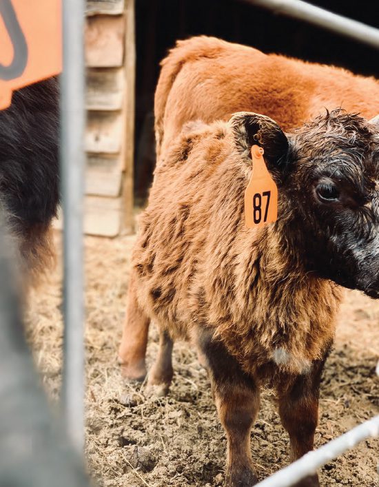 calf in the barn